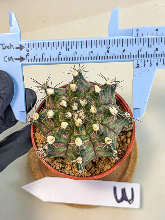 Gymnocalycium T-Rex (gy11) (y3) | Variegated Cactus