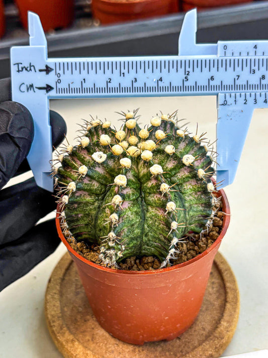 Gymnocalycium T-Rex (gy11) (y4) | Variegated Cactus