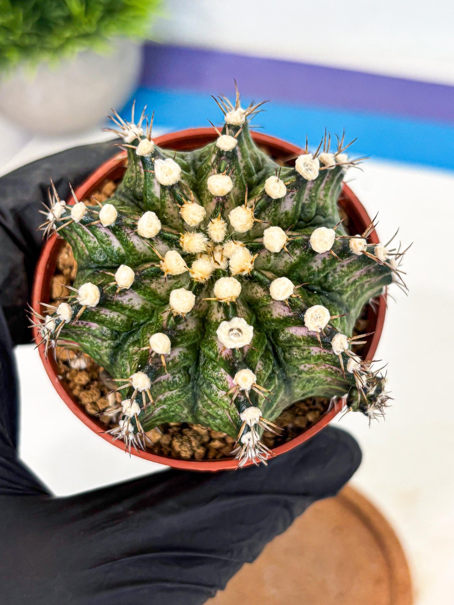 Gymnocalycium T-Rex (gy11) (y4) | Variegated Cactus