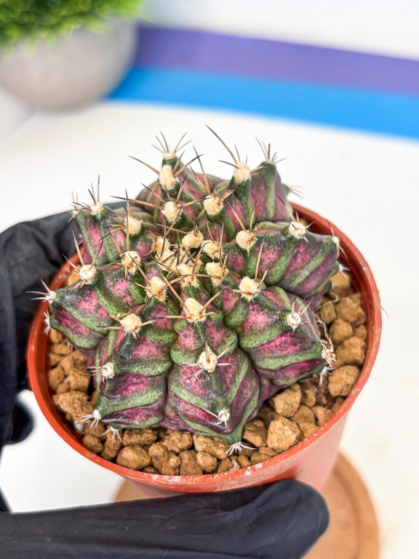 Gymnocalycium T-Rex (gy11) (y5) | Variegated Cactus