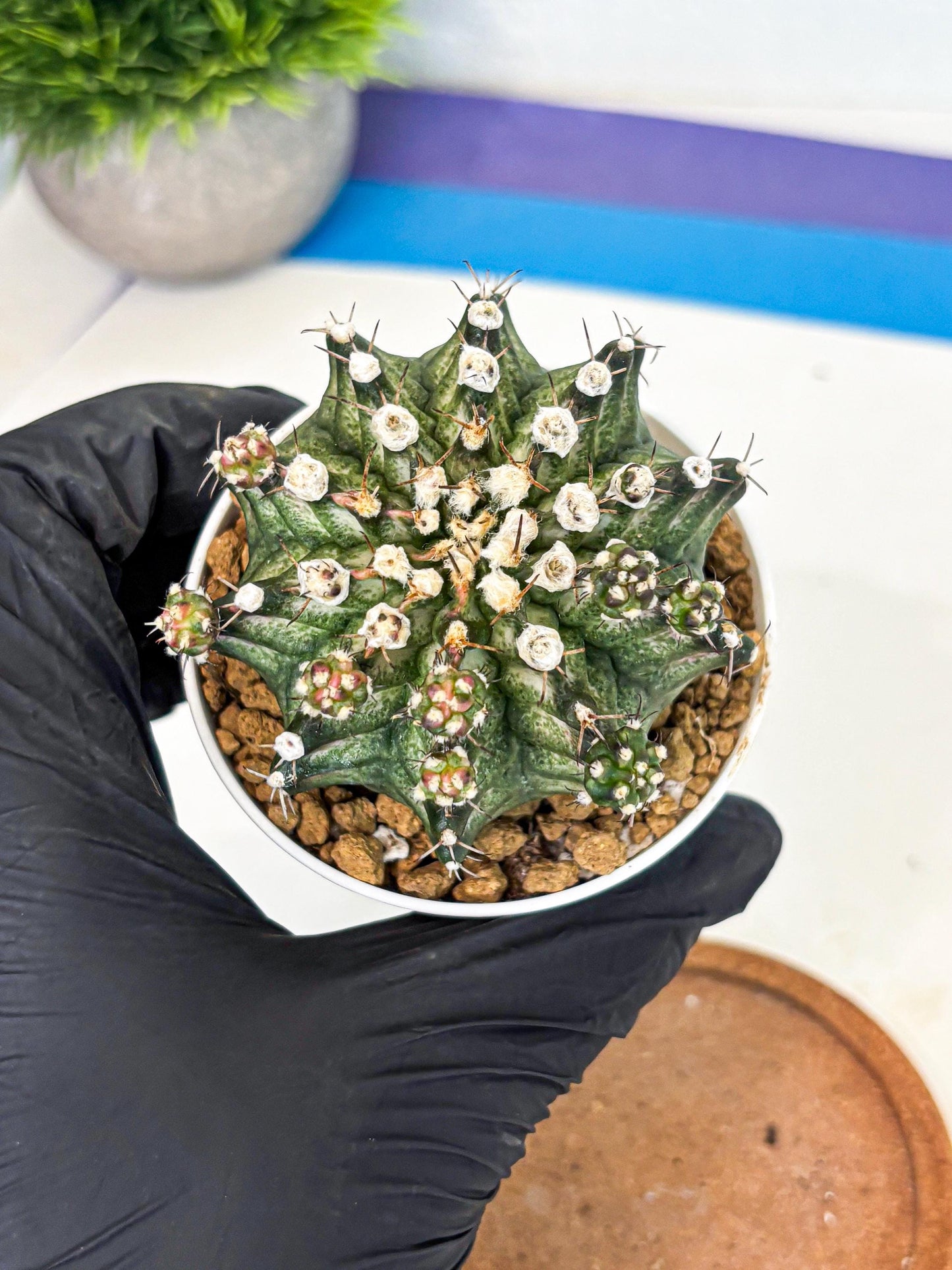Gymnocalycium T-Rex (gy11) (y6) | Variegated Cactus