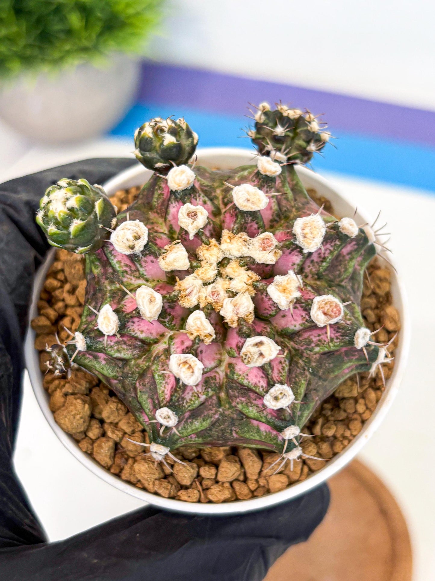 Gymnocalycium T-Rex (gy11) (y7) | Variegated Cactus
