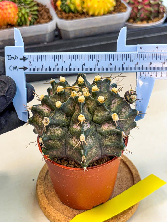 Gymnocalycium T-Rex (oo) (y) | Variegated Cactus