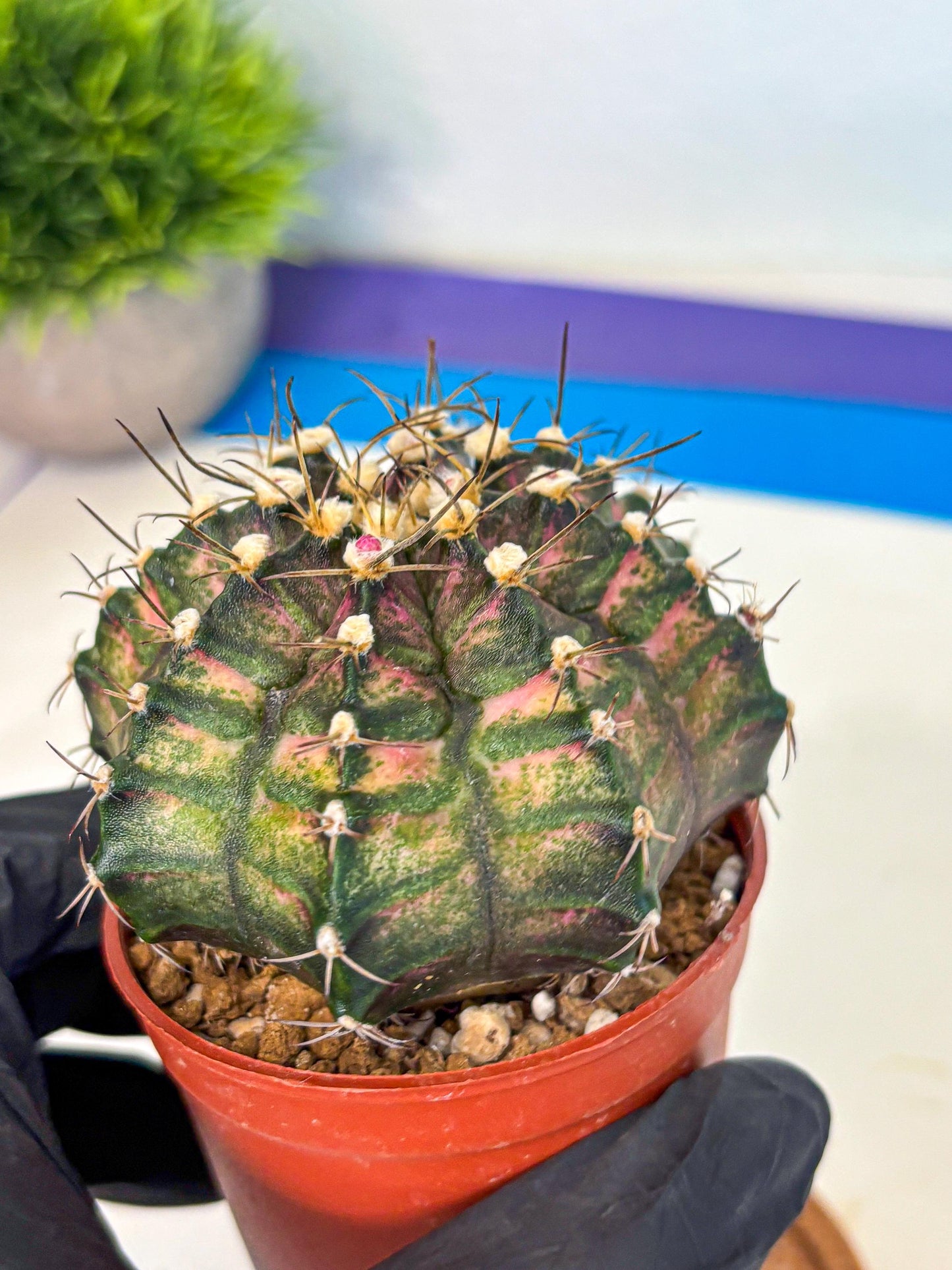Gymnocalycium T-Rex (oo) (py) | Variegated Cactus