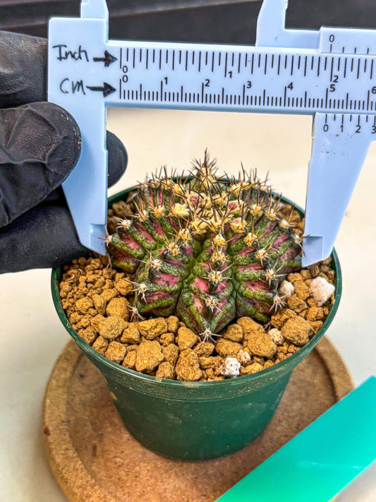 Gymnocalycium T-Rex (oo) (g) | Variegated Cactus