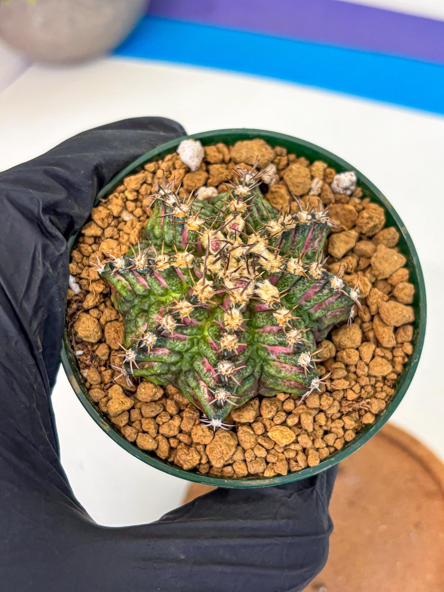 Gymnocalycium T-Rex (oo) (g) | Variegated Cactus
