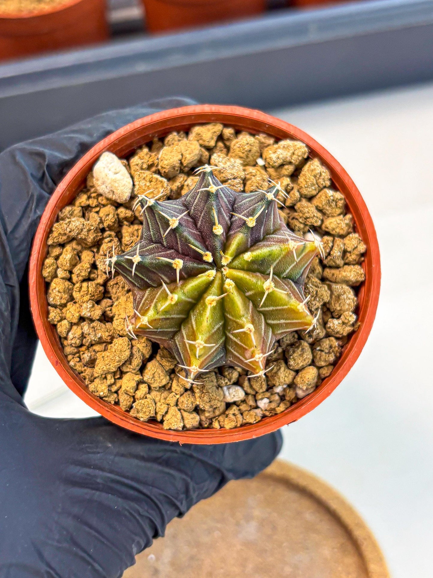 Gymnocalycium Sepia (gy12) (g1) | colorful Variegated Cactus