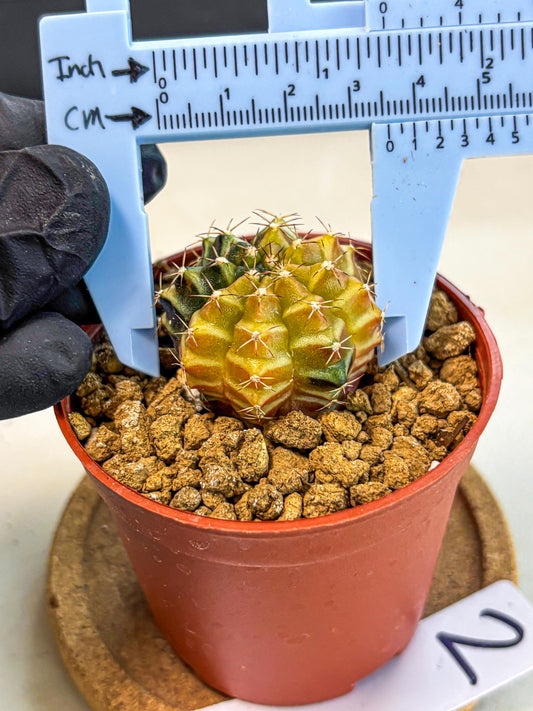 Gymnocalycium Sepia (gy12) (g2) | colorful Variegated Cactus