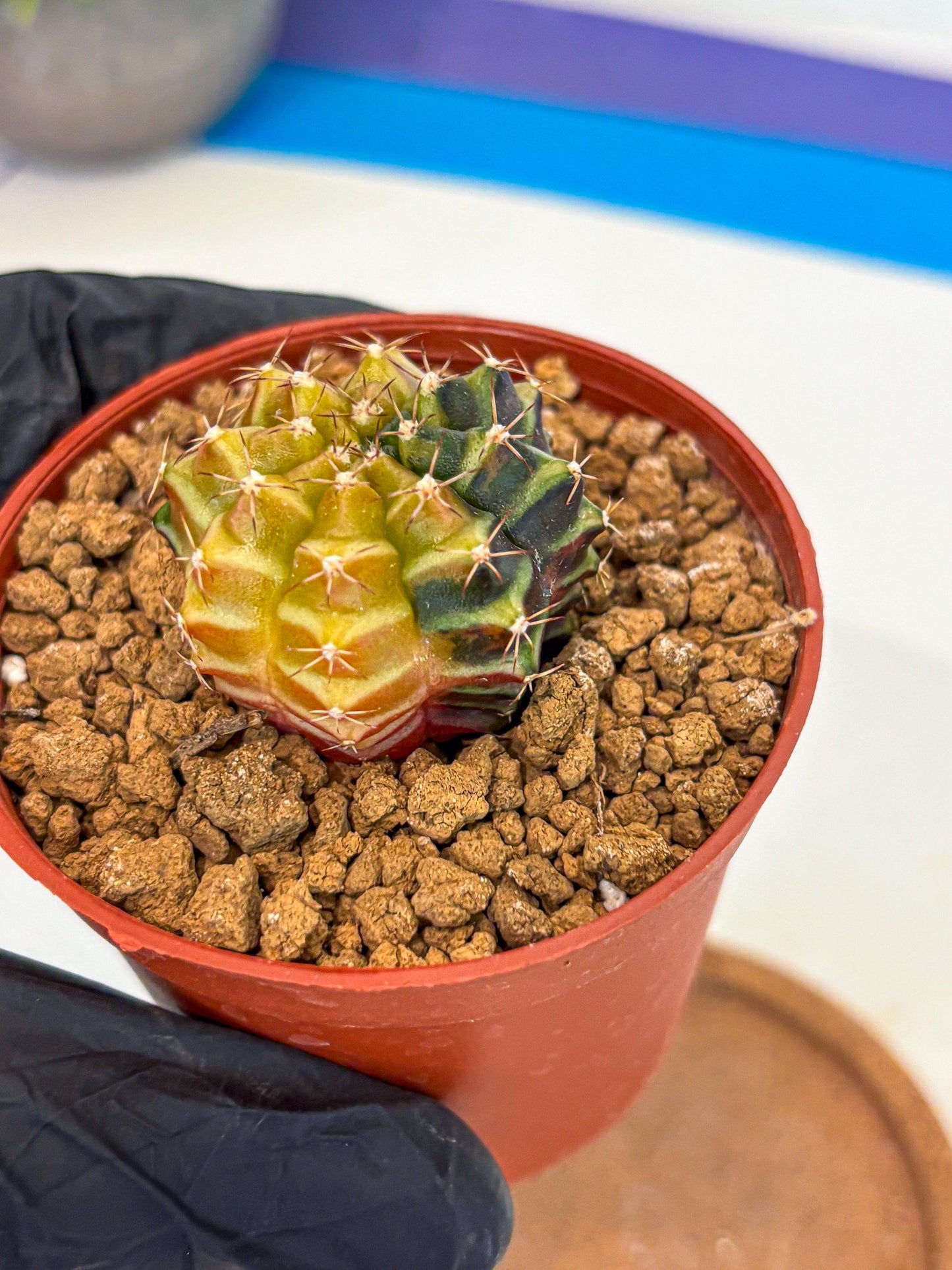 Gymnocalycium Sepia (gy12) (g2) | colorful Variegated Cactus