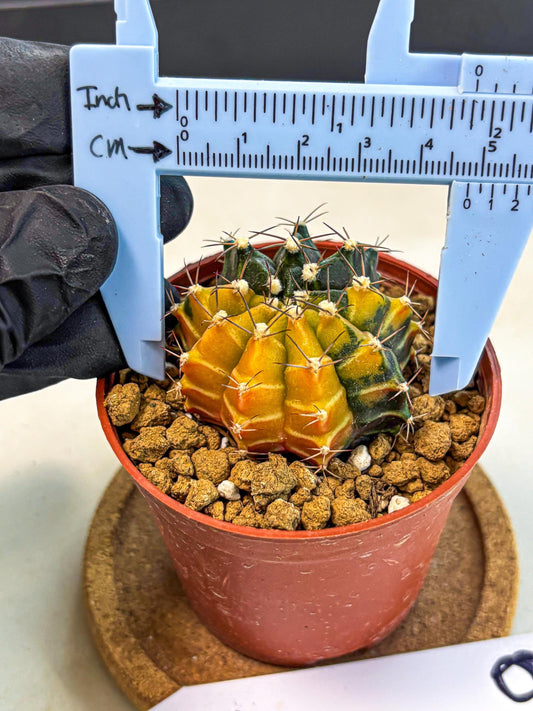 Gymnocalycium Sepia (gy12) (g6) | colorful Variegated Cactus
