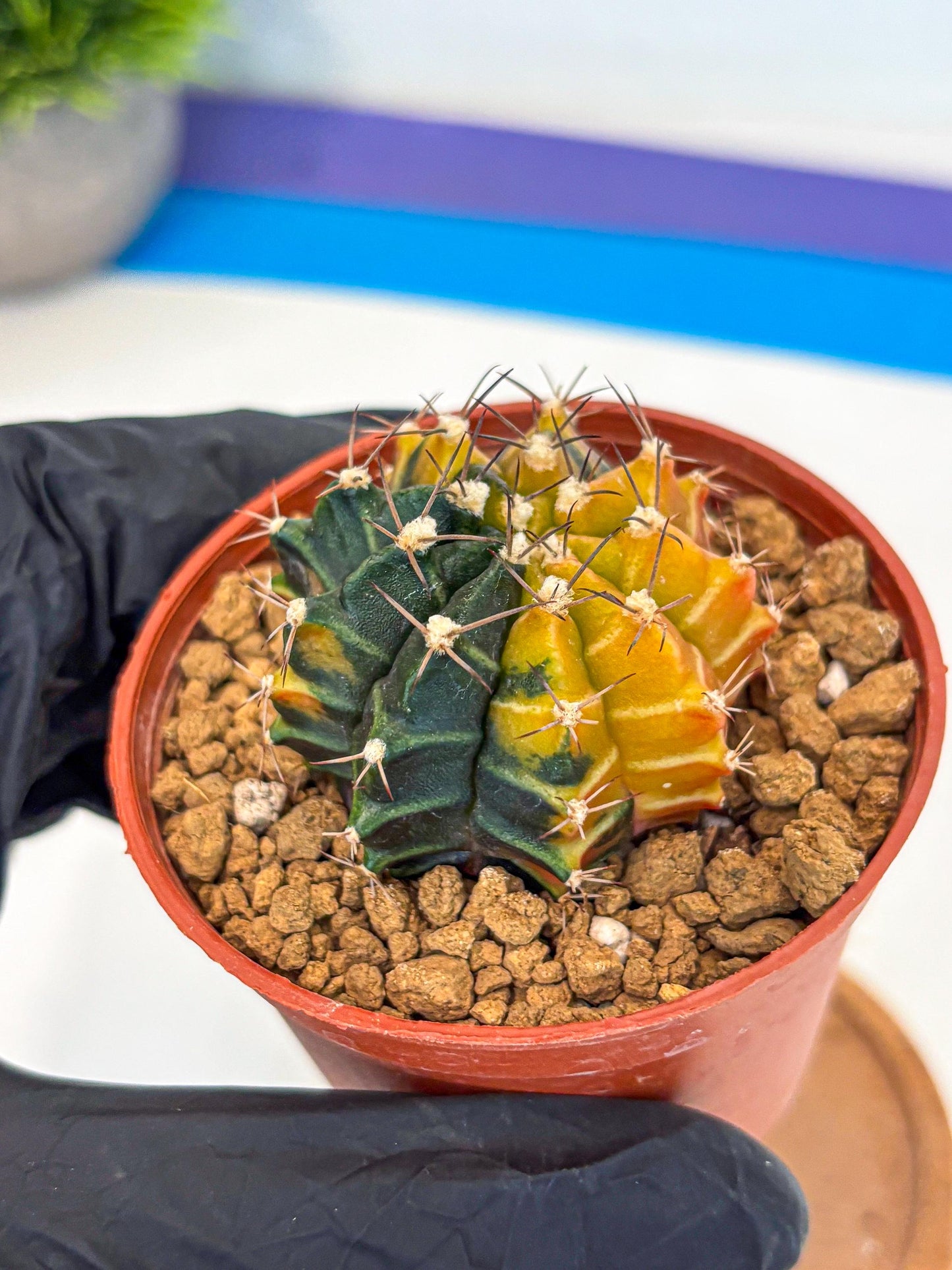Gymnocalycium Sepia (gy12) (g6) | colorful Variegated Cactus