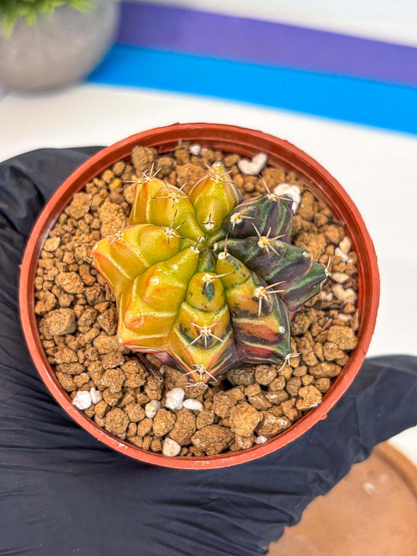 Gymnocalycium Sepia (gy12) (g7) | colorful Variegated Cactus