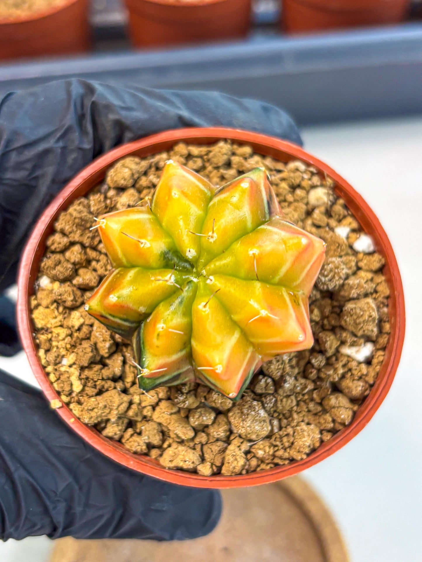 Gymnocalycium Sepia (gy12) (r2) | colorful Variegated Cactus