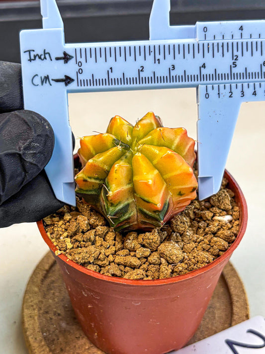 Gymnocalycium Sepia (gy12) (r2) | colorful Variegated Cactus
