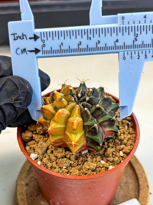 Gymnocalycium Sepia (gy12) (r3) | colorful Variegated Cactus