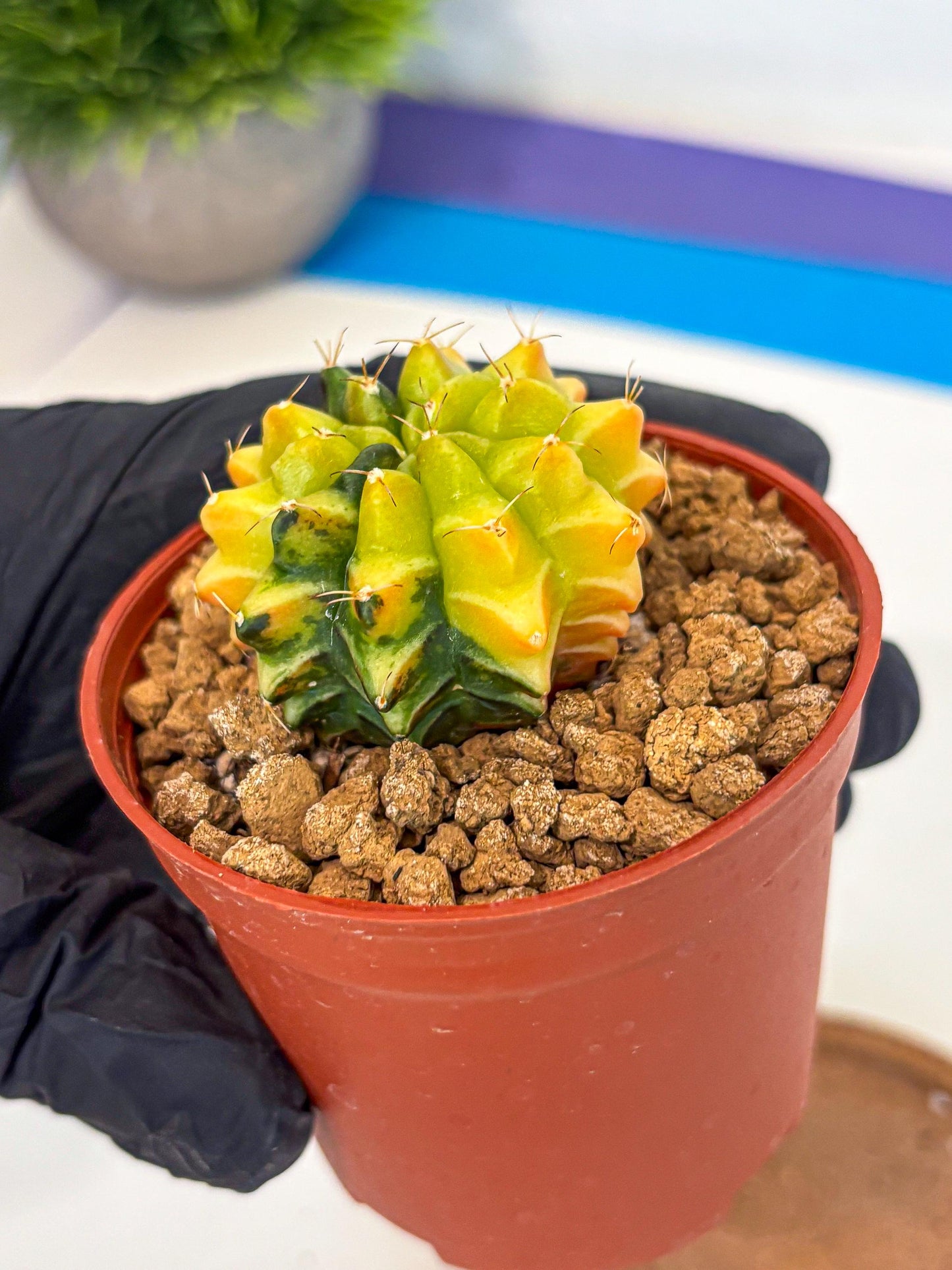 Gymnocalycium Sepia (gy12) (4r) | colorful Variegated Cactus