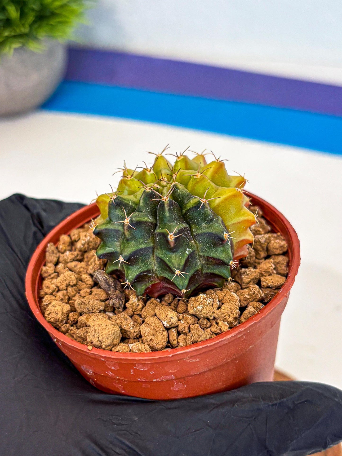 Gymnocalycium Sepia (gy12) (r5) | colorful Variegated Cactus