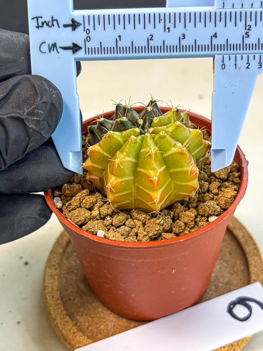 Gymnocalycium Sepia (gy12) (r6) | colorful Variegated Cactus