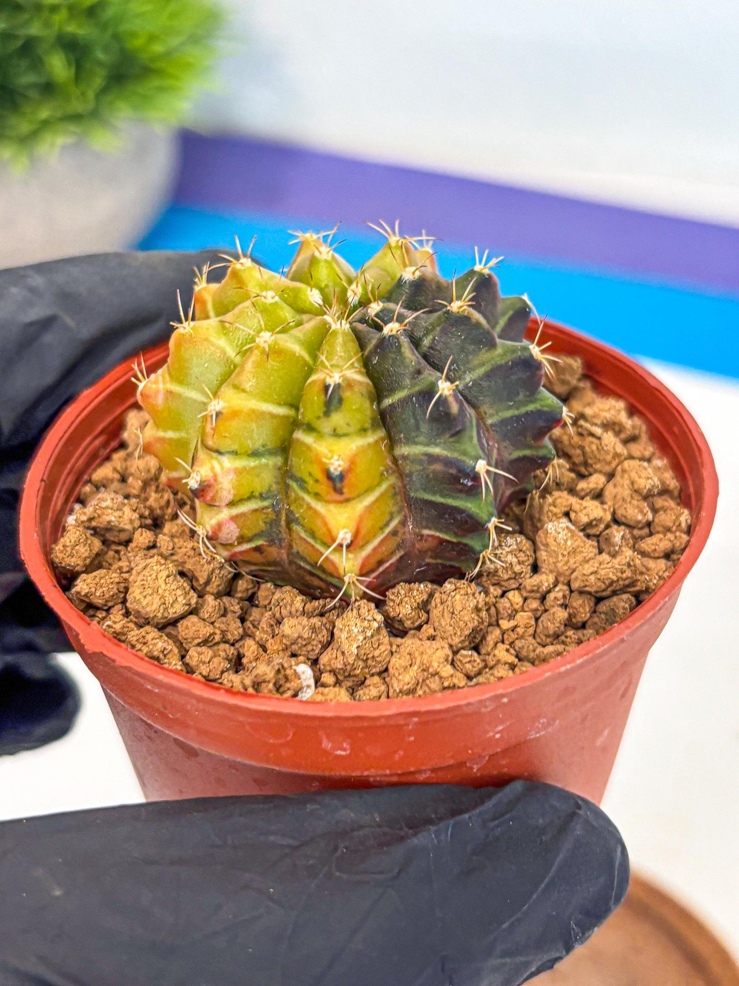 Gymnocalycium Sepia (gy12) (r6) | colorful Variegated Cactus