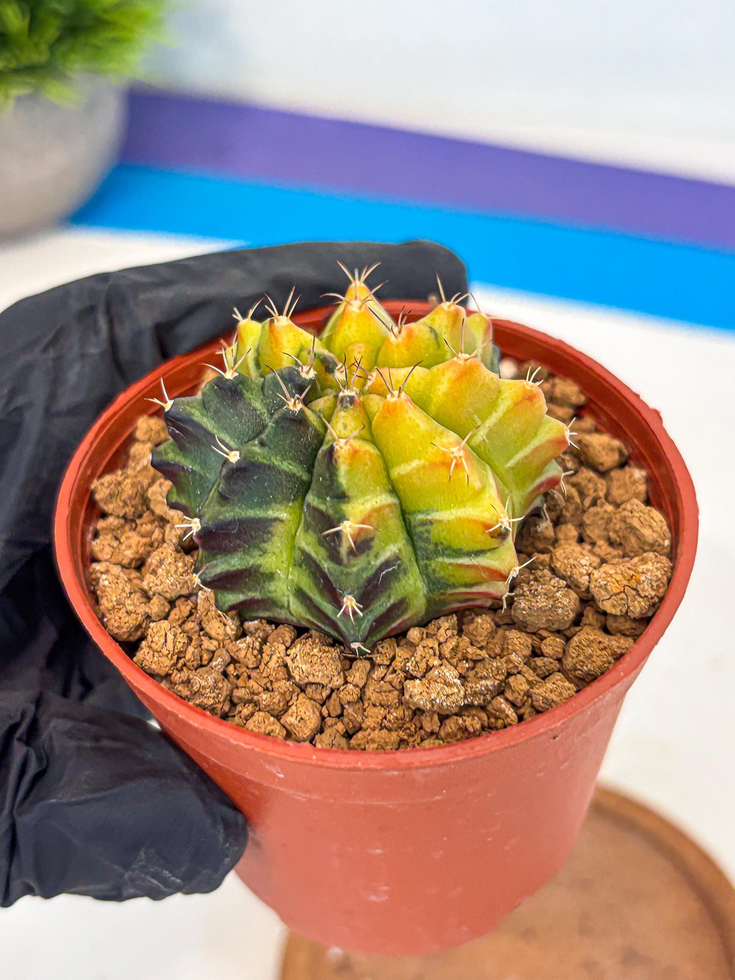 Gymnocalycium Sepia (gy12) (r7) | colorful Variegated Cactus