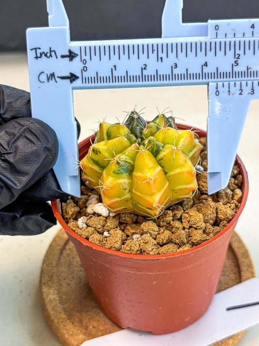 Gymnocalycium Sepia (gy12) (y1) | colorful Variegated Cactus