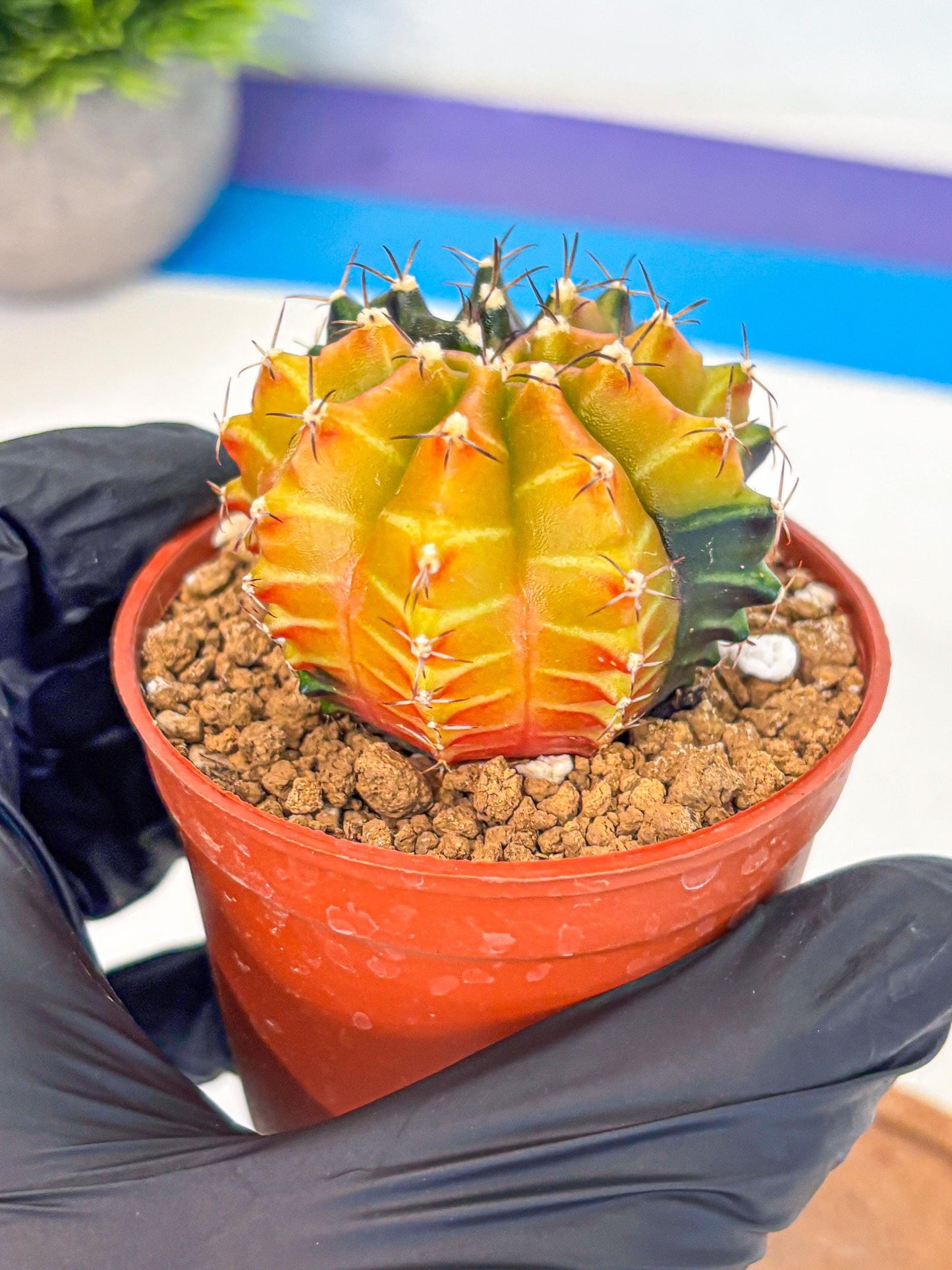 Gymnocalycium Sepia (gy12) (y3) | colorful Variegated Cactus