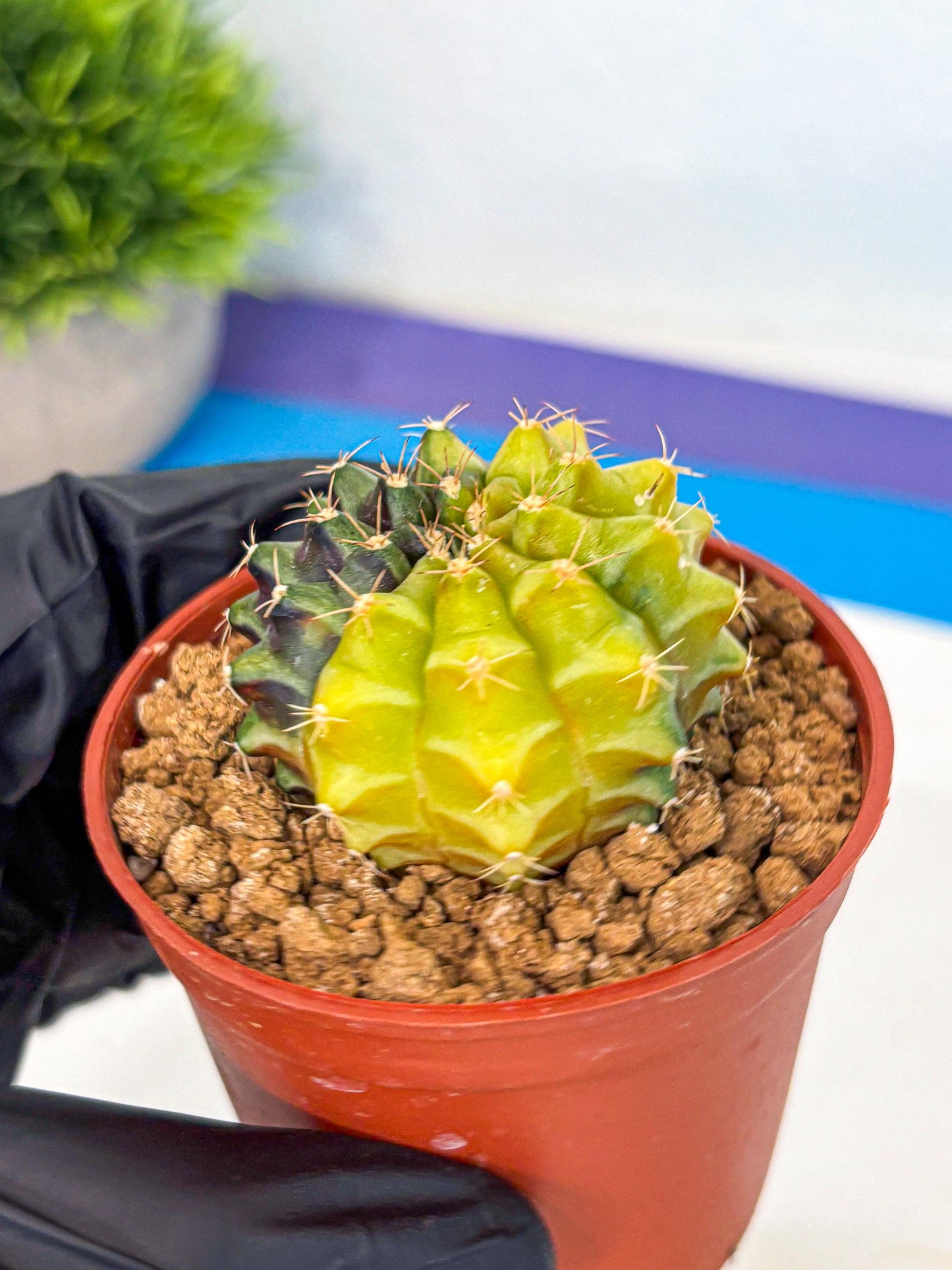 Gymnocalycium Sepia (gy12) (y4) | colorful Variegated Cactus