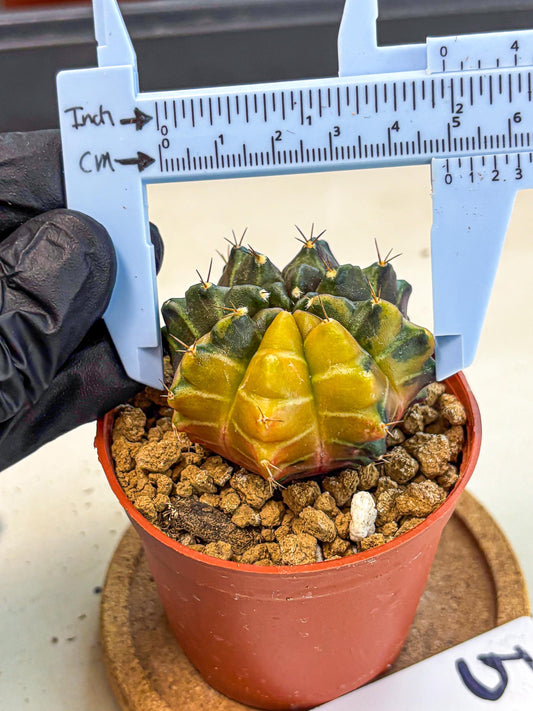 Gymnocalycium Sepia (gy12) (y5) | colorful Variegated Cactus