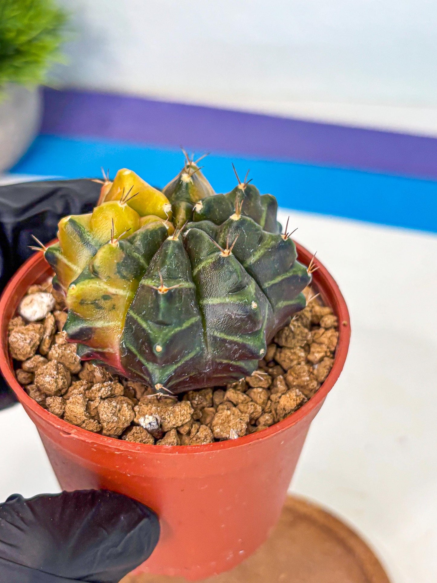Gymnocalycium Sepia (gy12) (y5) | colorful Variegated Cactus