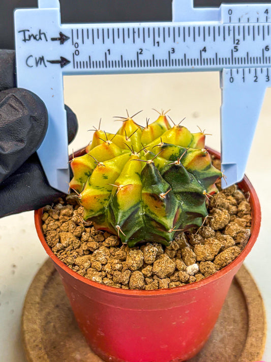 Gymnocalycium Sepia (oo) (pp) | colorful Variegated Cactus