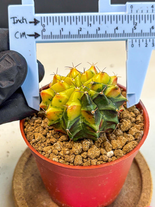 Gymnocalycium Sepia (oo) (pp) | colorful Variegated Cactus