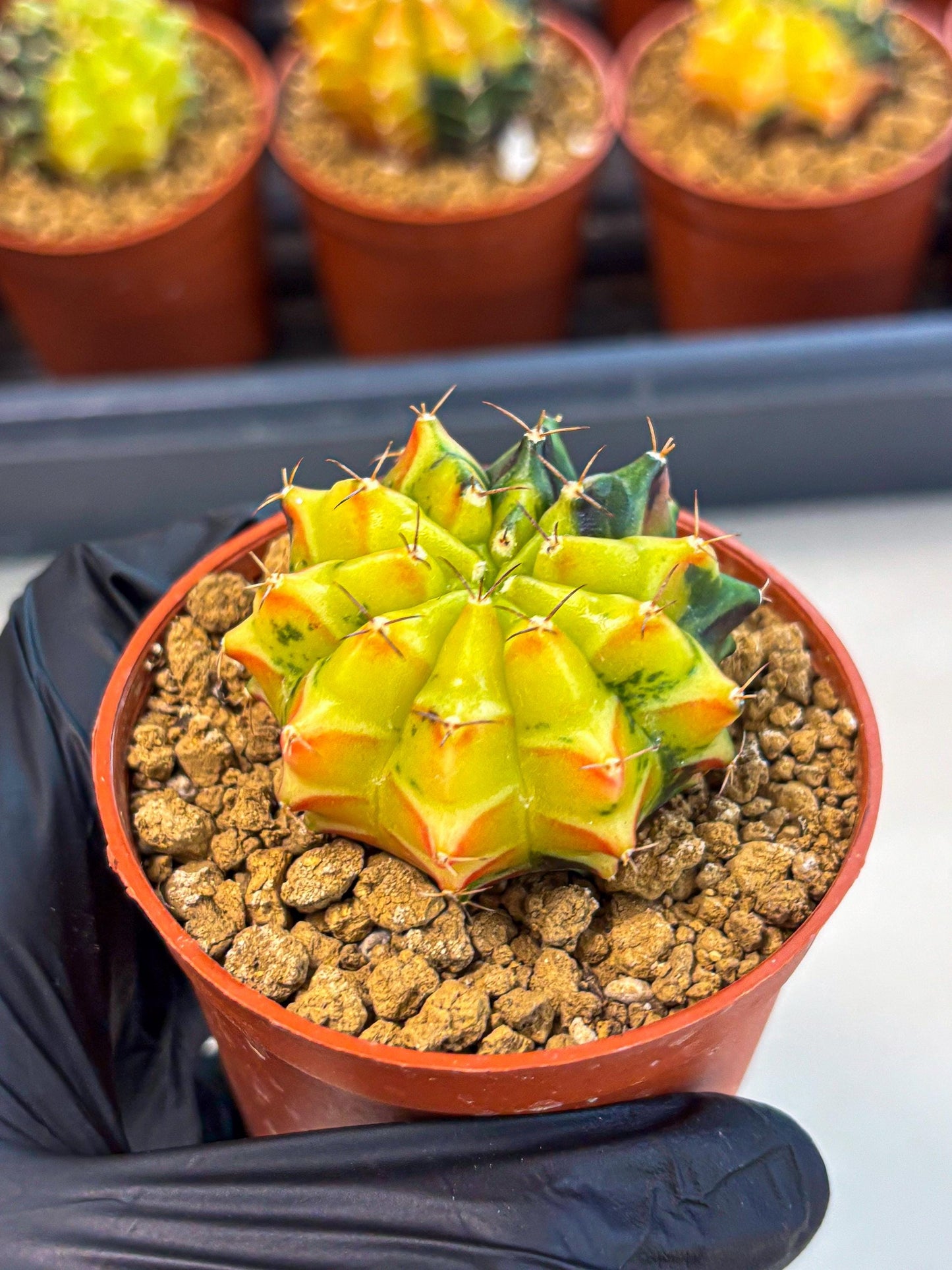 Gymnocalycium Sepia (oo) (pp) | colorful Variegated Cactus