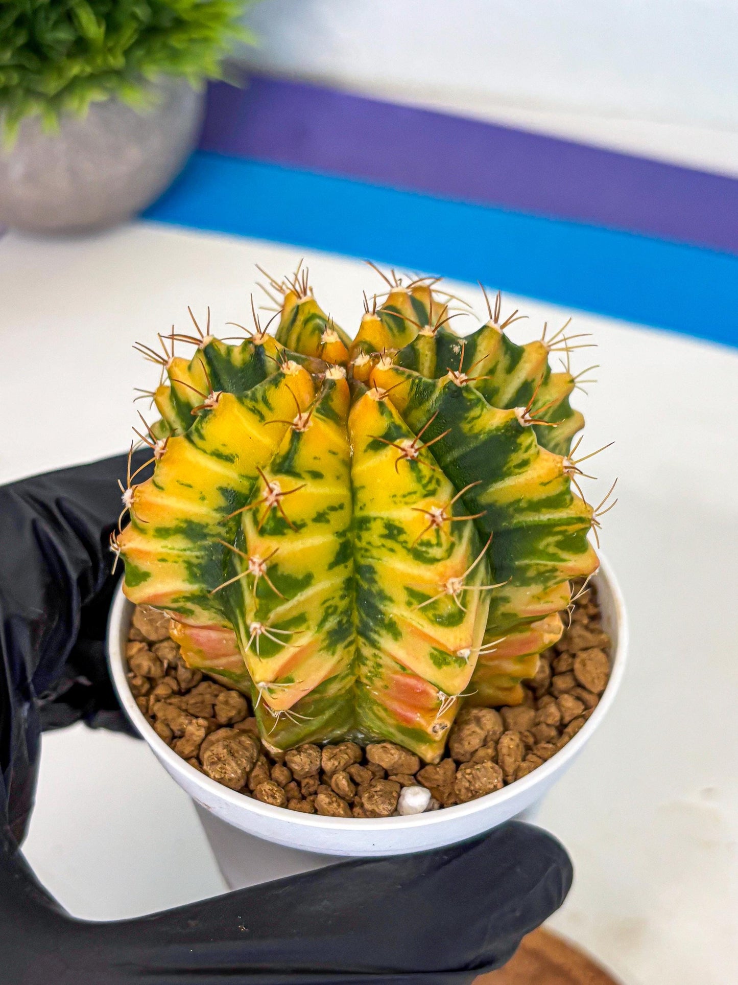 Gymnocalycium Starlight (gy6) (g3) | Rare Hybrid cactus