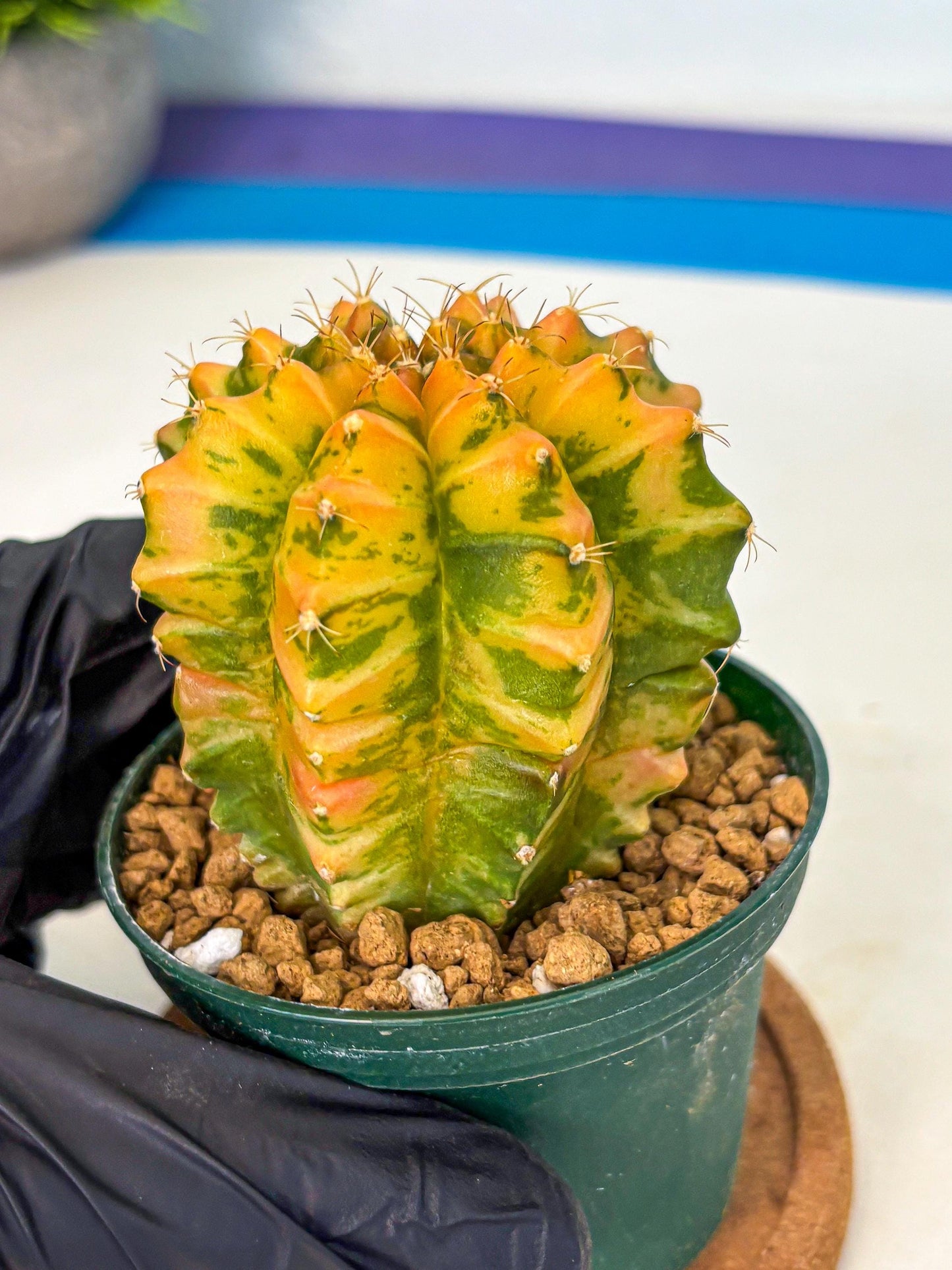 Gymnocalycium Starlight (gy6) (g4) | Rare Hybrid cactus
