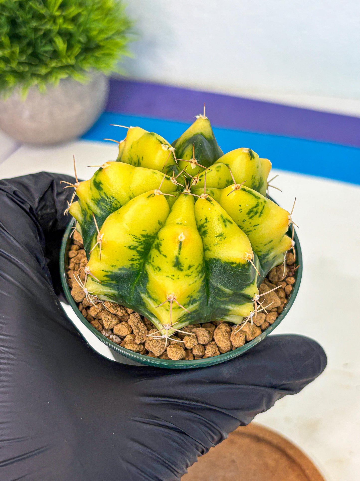 Gymnocalycium Moon Lover (gy6) (g5) | Special Hybrid cactus