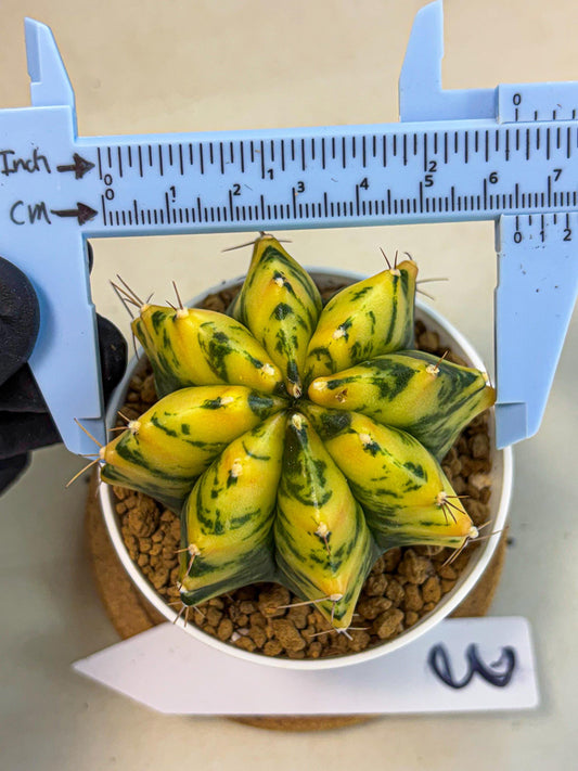 Gymnocalycium Stella (gy6) (y3) | Rare Hybrid cactus