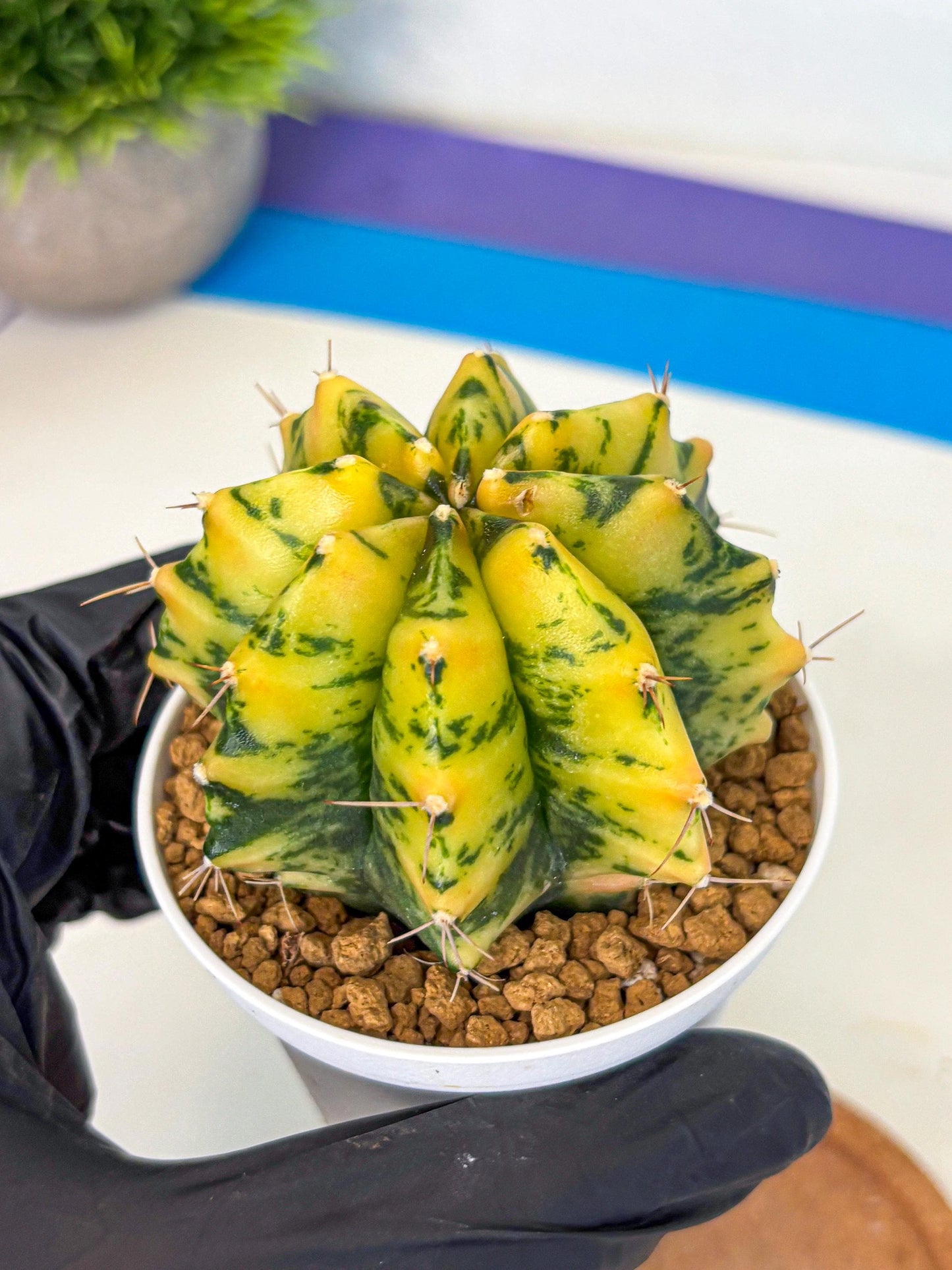 Gymnocalycium Stella (gy6) (y3) | Rare Hybrid cactus