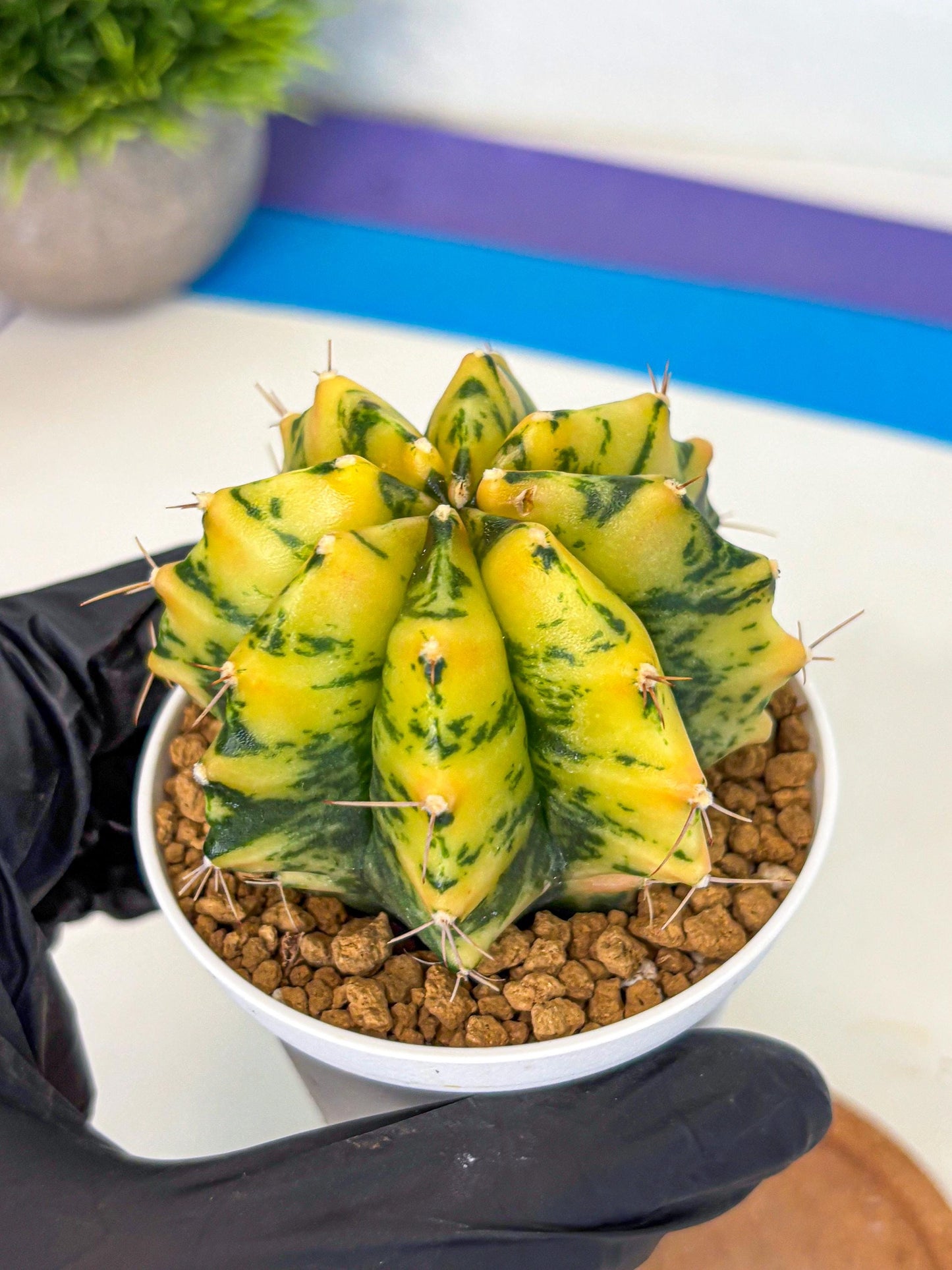 Gymnocalycium Stella (gy6) (y3) | Rare Hybrid cactus
