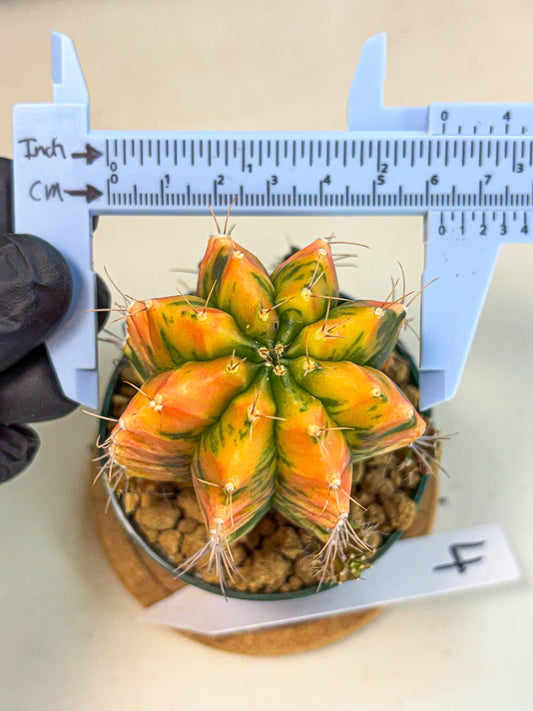 Gymnocalycium Saffron (gy6) (y4) | Special Hybrid cactus
