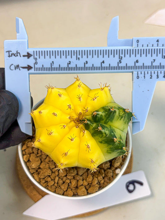 Gymnocalycium Moon Crown (gy6) (y6) | Hybrid cactus
