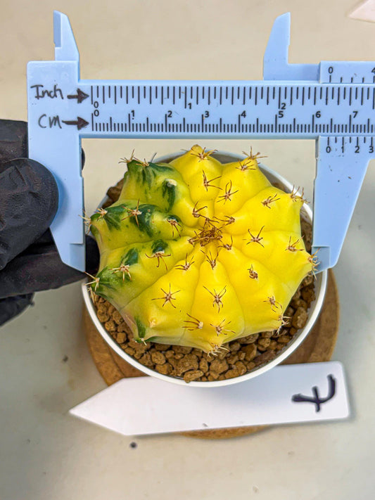 Gymnocalycium Moon Crown (gy6) (y7) | Hybrid cactus