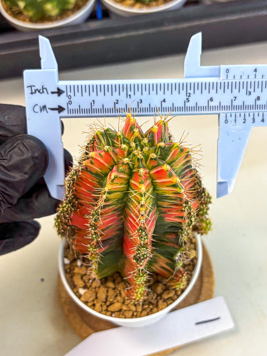 Gymnocalycium Ladybug (gy6) (b1) | Special Hybrid cactus