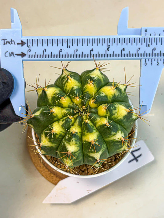 Gymnocalycium Cat Eye (gy6) (b4) | Special Hybrid cactus
