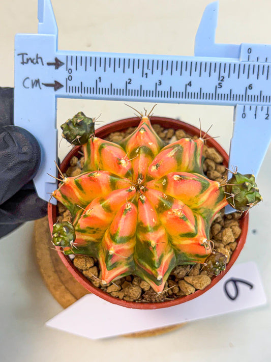 Gymnocalycium Dalah (gy7) (r6) | Rare Hybrids