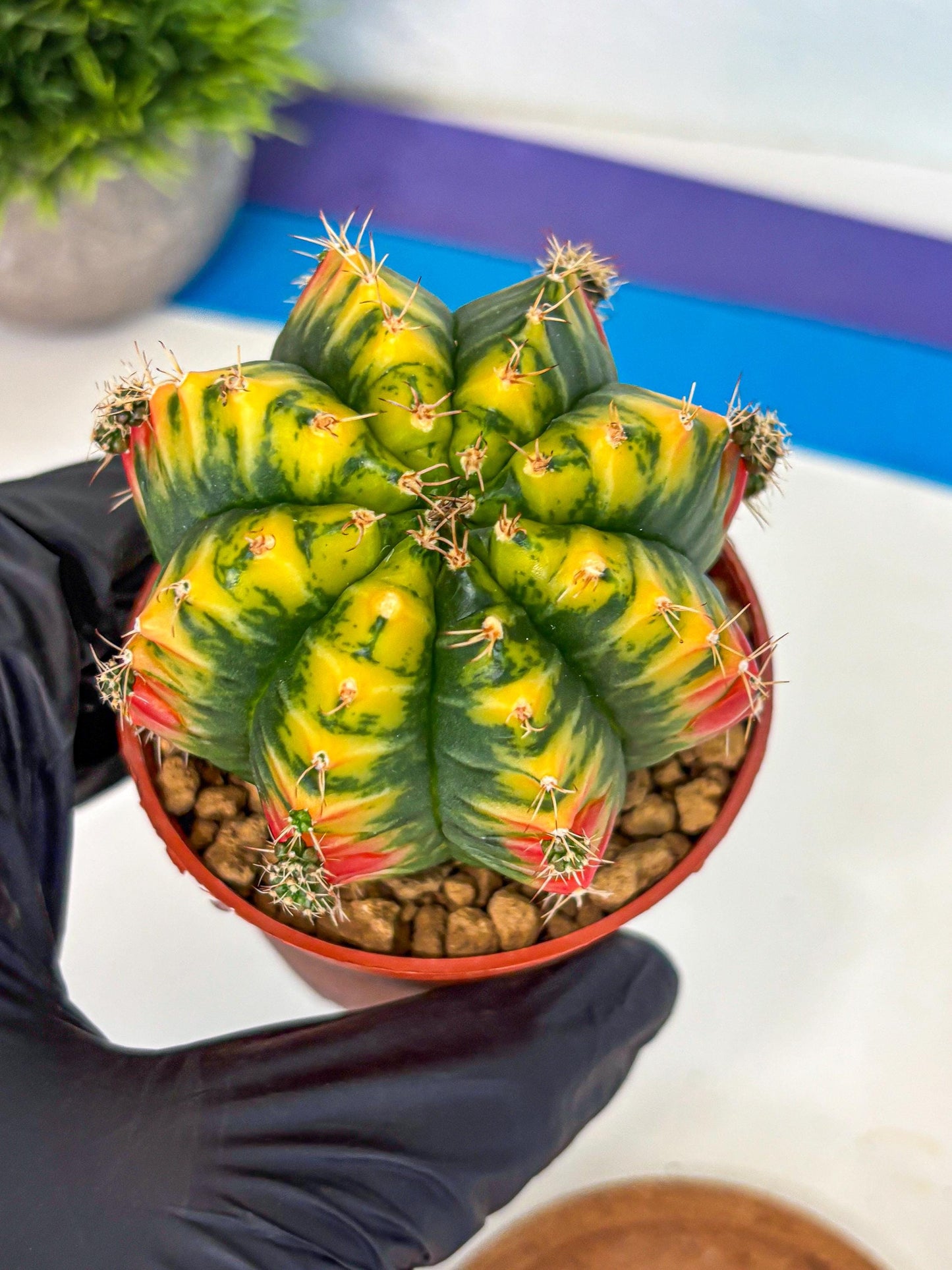 Gymnocalycium Mandarin (gy7) (g3) | Rare Hybrid cactus