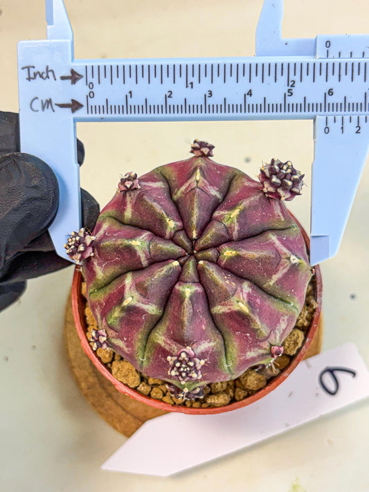 Gymnocalycium Daydream (gy7) (g6) | Rare Hybrids