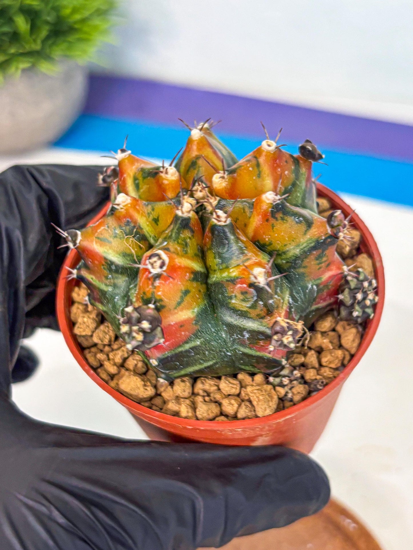 Gymnocalycium Yuzu (gy7) (b4) | Variegated cactus