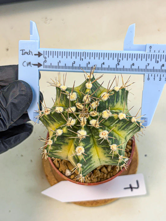 Gymnocalycium Dragon Egg (gy7) (b7) | Special Hybrid cactus