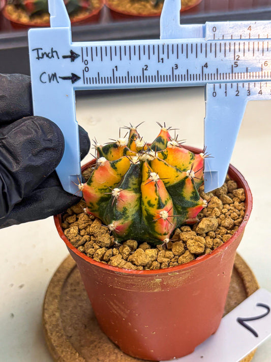 Gymnocalycium Honey Orange (gy7) (b2) | Rare Hybrid cactus