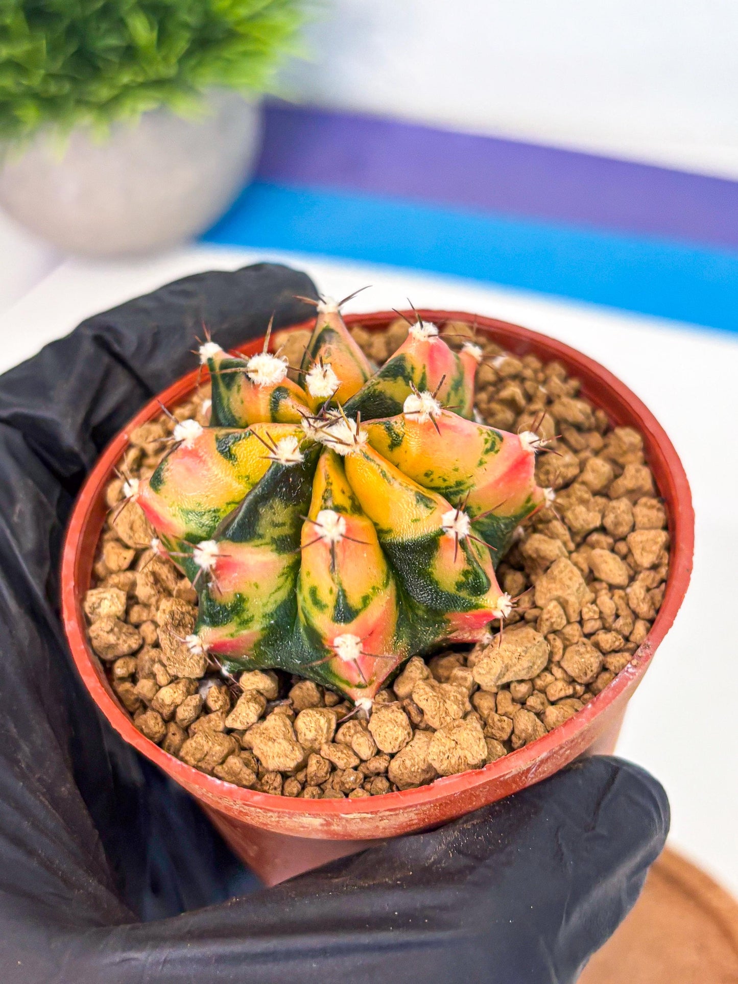 Gymnocalycium Honey Orange (gy7) (b2) | Rare Hybrid cactus